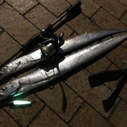 イワシ付きタチウオ